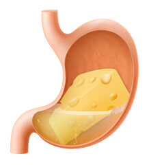 Human Stomach with cheese. The stomach digests cheese. A stomach filled with healthy and wholesome food. Proper nutrition. Realistic 3d Vector illustration. Food digestion process illustration
