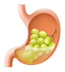 Human Stomach with grape. The stomach digests grape. A stomach filled with healthy and wholesome food. Proper nutrition. Realistic 3d Vector illustration. Food digestion process illustration