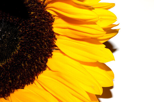 Beautiful abstract sunflower yellow flower starting to finish blooming on a white background