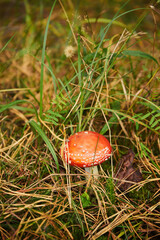 czerwony muchomor. grzyb,las 