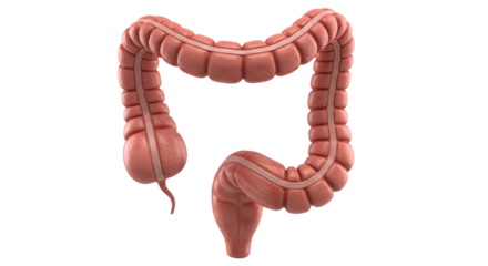 Isolated Large Intestine Anatomy Human Digestive System Organ Medical Illustration