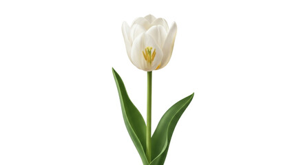 Isolated tulip bloom elegance, nature's pure beauty, fresh floral simplicity, springtime bliss