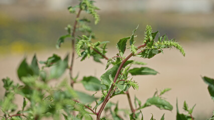 Green amaranthus plant with vibrant leaves under sunlight in torrevieja, spain, highlighting its...