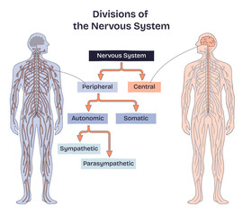 Nervous system divisions map linking central vs peripheral, with brain, spinal cord, and nerves labeled for autonomic, somatic, sympathetic, parasympathetic. Doodle style diagram