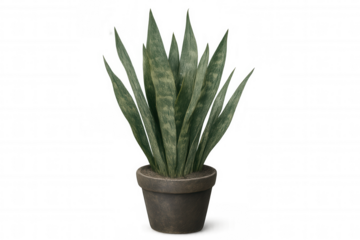 Snake plant in a brown pot, sansevieria houseplant with green leaves, transparent background