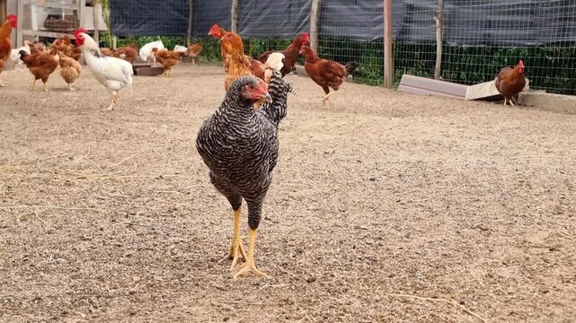 Hens and roosters on a traditional rural barnyard in eco farm. Free range poultry farming in countryside, agricultural industry, 4K