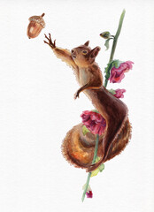 Red Squirrel. Watercolor and colored pencils. The squirrel reaches for an acorn. Floral gymnast