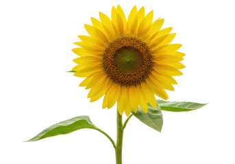 Obraz premium Bright yellow sunflower isolated on transparent background, vibrant summer flower in full bloom for natural beauty and floral designs