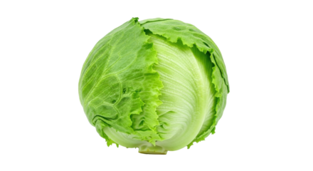 Isolated crisp iceberg lettuce, a healthy vegetable that can be used in a wide variety of salads