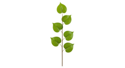 Isolated leaf branch, verdant sprig with simple green foliage, healthy leaves for design work