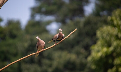 Spotted Dove (Streptopelia chinensis) at my Home Garden