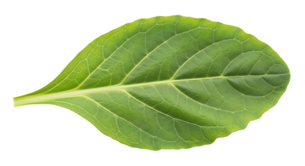 Fototapeta premium Isolated Mustard leaf, green vegetable, brassica rapa, green leaf, healthy food ingredient