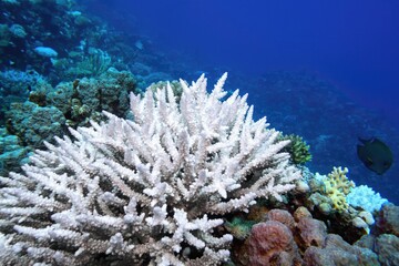 Coral bleaching of Acropora hard corals  - process when corals become white. Global warming impact.