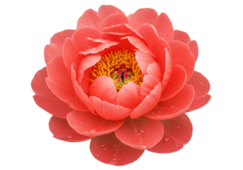 Coral Charm peony flower isolated, vibrant petals and golden stamen on transparent background, floral beauty for design and decoration
