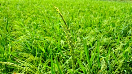 new rice plants are starting to bear fruit