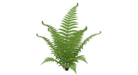 Isolated green fern fronds against a plain backdrop, foliage plant with a natural, vibrant...
