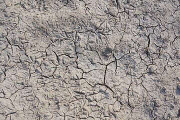 The dry and cracked soil cracked open