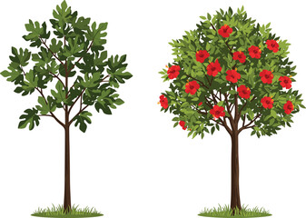 Fototapeta premium Green leafy tree, red flowering tree, foliage and bloom contrast, seasonal diversity, nature scene, garden landscape, outdoor flora, botanical beauty