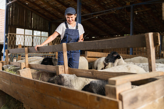 Farmer using digital tablet for sheep management in smart farm barn
