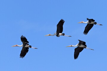 A group of Painted Storks soaring in the blue sky at Lam Pak Bia Thailand