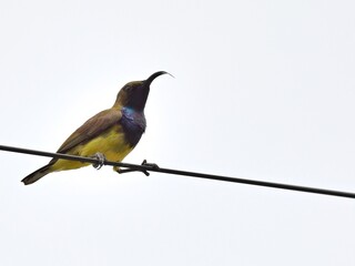 A male Ornate Sunbird showcasing its brilliant, iridescent plumage. The bird is perched on a wire, its long curved beak and tounge are on full display at Pathumtani Thailand