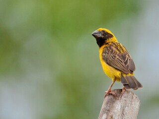 A male Asian Golden Weaver perched on a wooden post against a softly green background at Nakhon Pathom Thailand