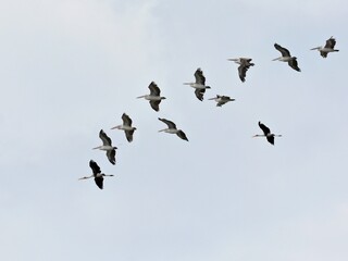 A shot of two impressive waterbirds, a flock of Spot-billed Pelicans and Painted Storks soaring together over Lam Pak Bia sky Thailand