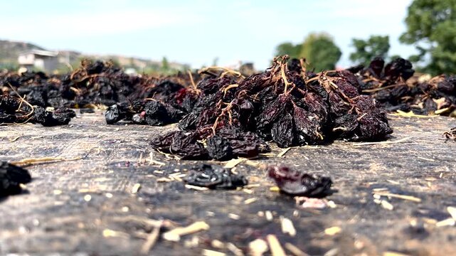 Fresh grapes left to dry naturally under the sun. An authentic view of the traditional raisin-making process, highlighting organic farming, viticulture, harvest, and natural methods. 