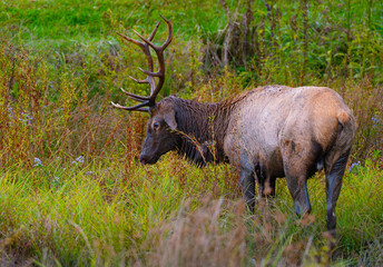 A bull elk pauses for a moment after thrashing its antlers in the mud and dirt in a small swampy area in the Great Smoky Mountains, North Carolina