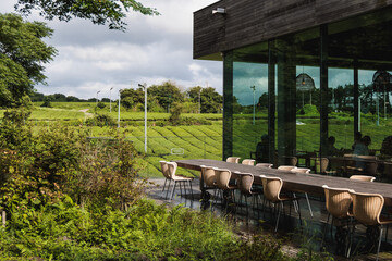 Green tea field plantation, Jeju Island, South Korea, korean traditional green tea crops growing, sunny view of Green tea museum, Jeju-do, travel to South Korea