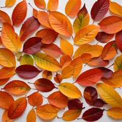 Autumn leaves in vibrant colors create a beautiful and warm seasonal background on white surface