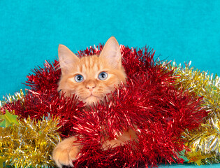 A cute kitten wrapped in a Christmas garland on a blue background. Christmas concept
