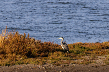Graureiher auf einer Sandbank imNaturschutzgebiet nördliche Seenniederung auf Fehmarn