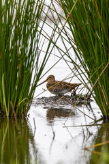 Bekassine auf einen Erdh&uuml;gel zwischen Binse