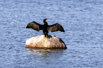 Kormoran mit ausgebreiteten Fl&uuml;geln auf einen Stein im Fastensee auf Fehmarn