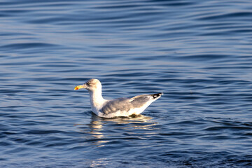 Silbermöwe schwimmt in der Ostsee bei Fehmarn