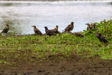 Mehrere Stare auf Futtersuche auf einen bewachsenen Erdh&uuml;gel