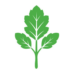 Green parsley herb leaf detailed macro photography nature organic food ingredient