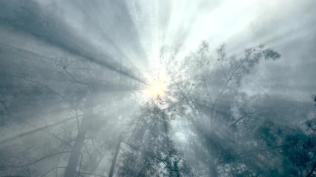 High-resolution image: Silhouettes of tall pine trees surrounded by thick smoke from a forest fire.