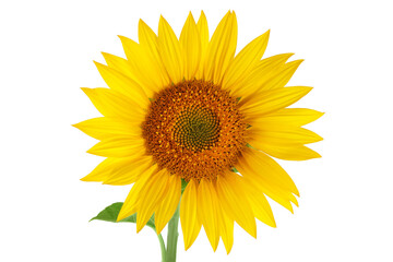 Obraz premium Sunflower isolated on a white background