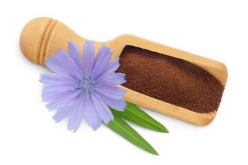 Chicory powder in wooden scoop and flower isolated on white background. Cichorium intybus. Top view. Flat lay