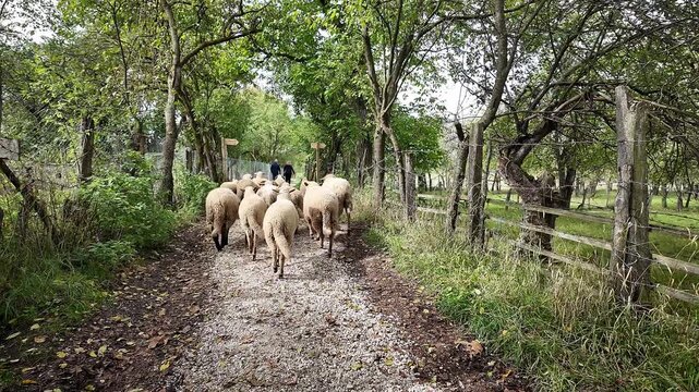 Escaped Flock of sheep herded along rural woodland track Follow shot