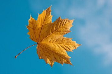 Yellow autumn maple leaf on a blue background. Autumn background with a leaf. 