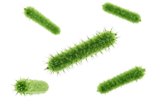 Microscopic green rod shaped bacteria on white background