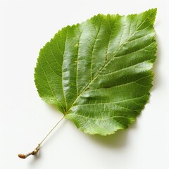 Close-up of a green birch leaf on a plain white background. The concept of the beauty of nature.