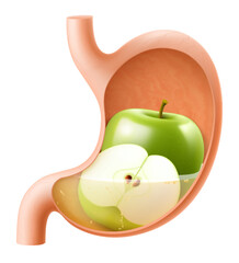 Human Stomach with green apple. The stomach digests apple. A stomach filled with healthy and wholesome food. Proper nutrition. Realistic 3d Vector illustration. Food digestion process illustration