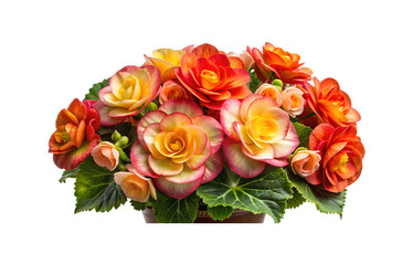 Beautiful arrangement of colorful begonia flowers in full bloom against white background