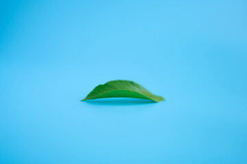 Single green leaf on bright blue background with wide copy space; gentle eco minimalism about purity and fragile nature, clean studio shot, high resolution for design. Photo