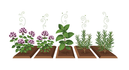 Aromatic herbs growing in a garden bed for culinary and medicinal uses.