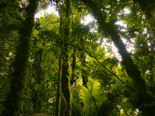 Obraz premium Highland Floor of the Meratus mountains, Tropical Rainforest of Borneo, Indonesia.